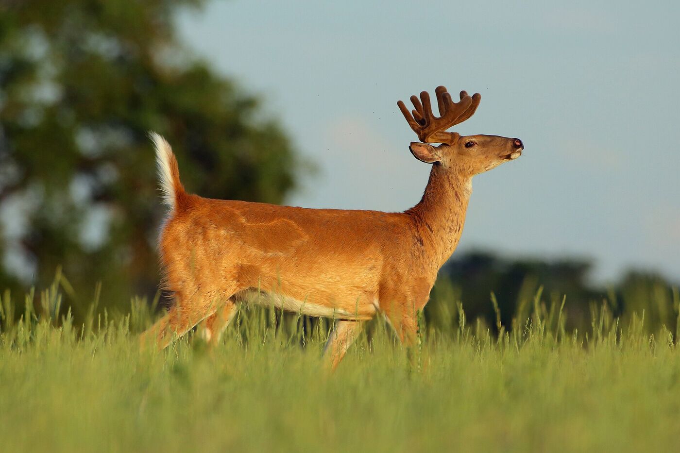 Trail camera capture