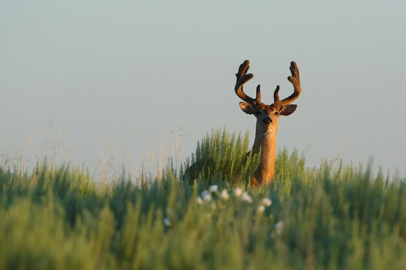 Trail camera capture