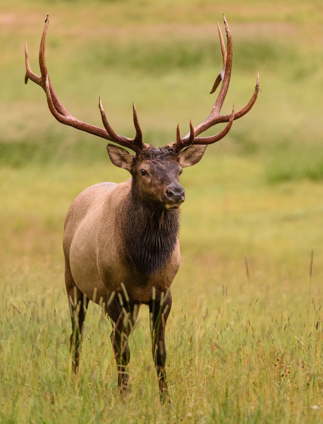 Trail camera capture