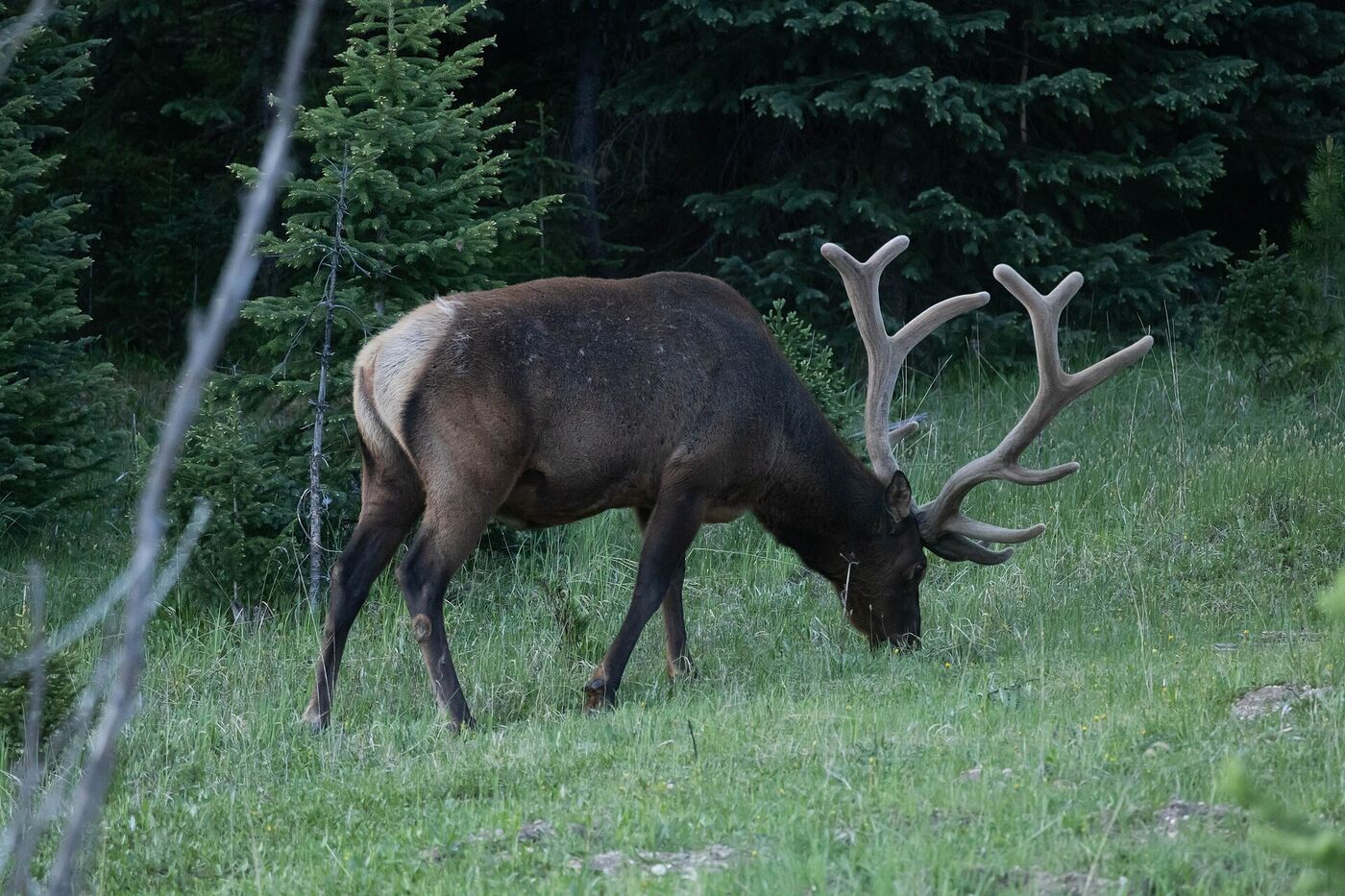Trail camera capture
