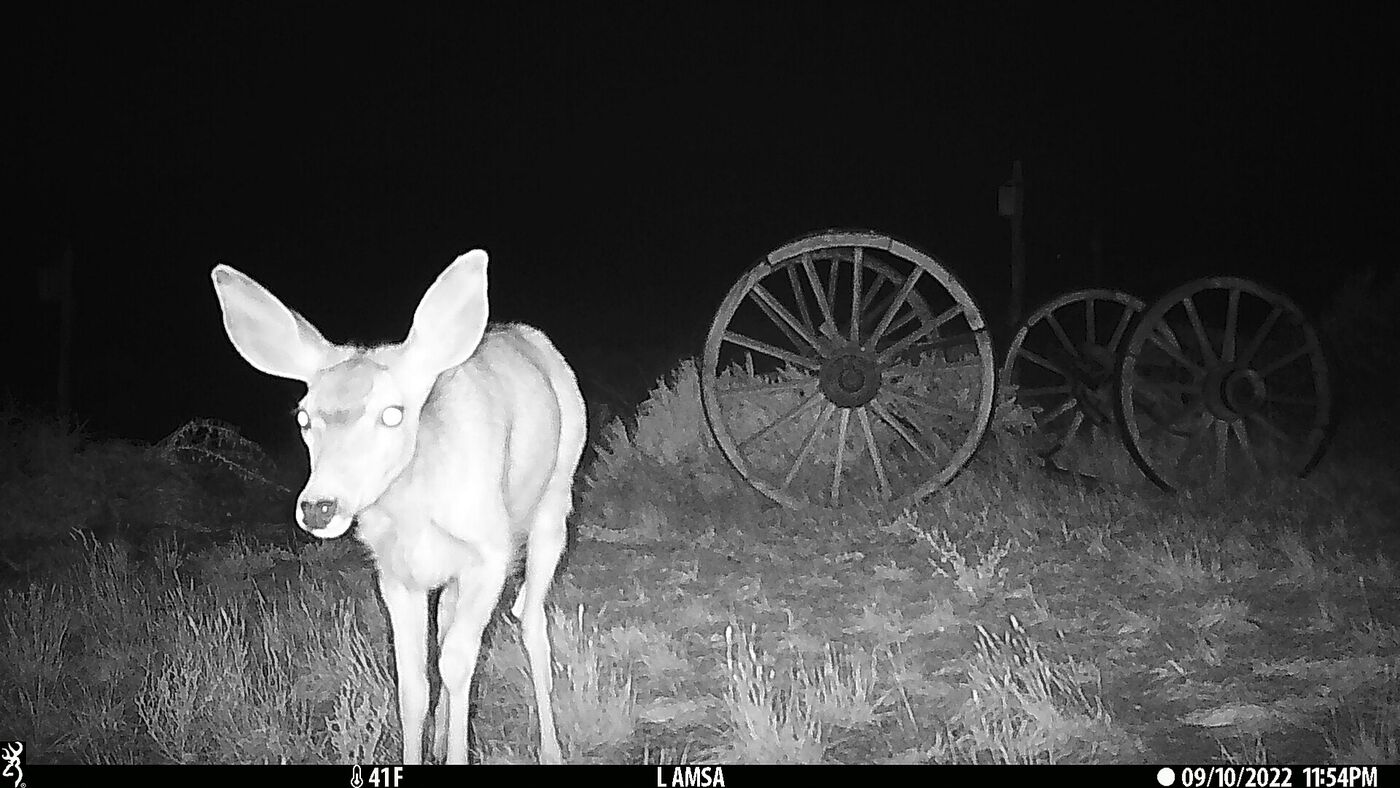 Trail camera capture