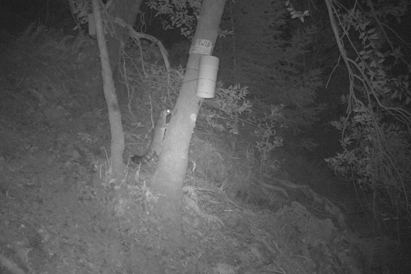 Trail camera capture