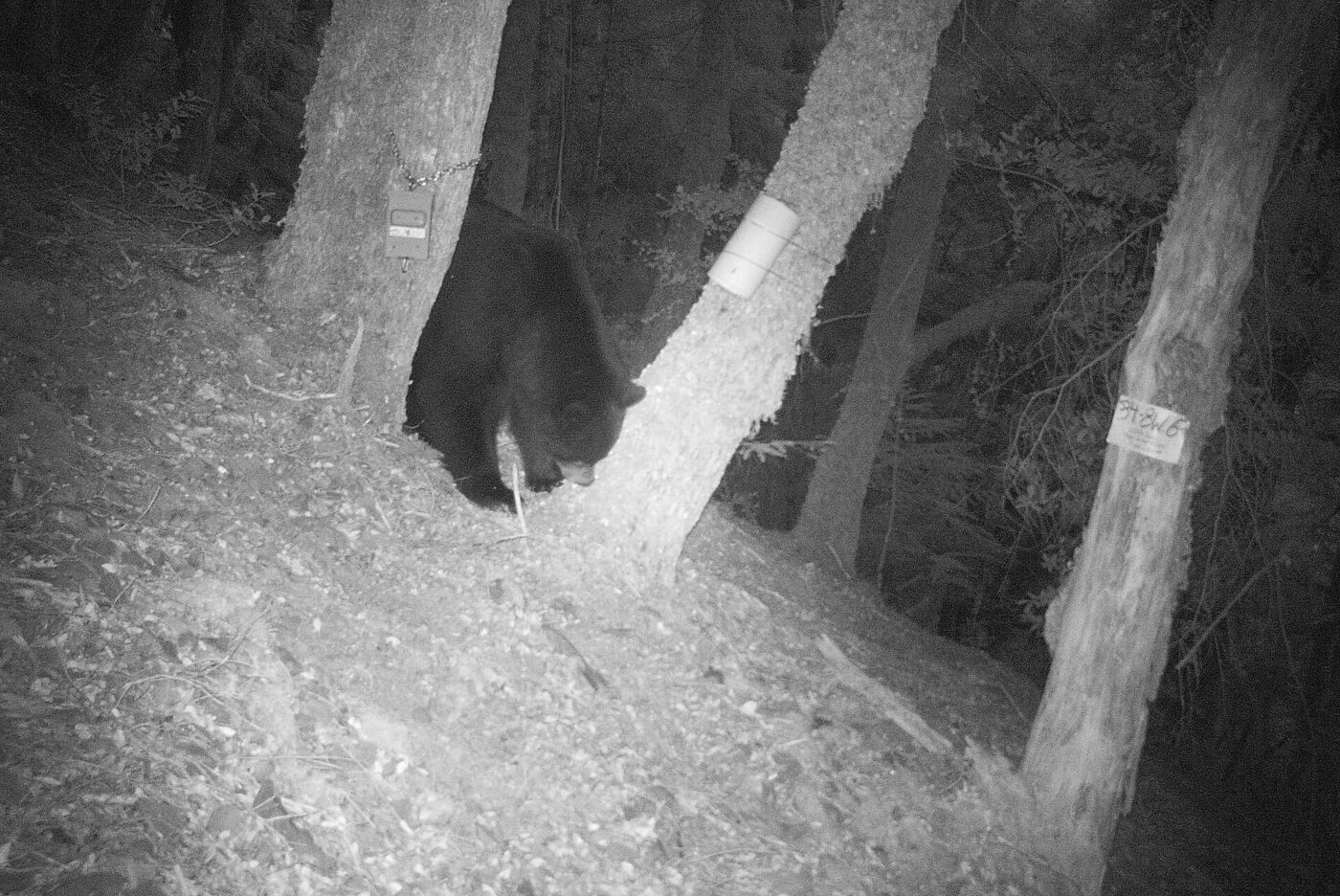 Trail camera capture